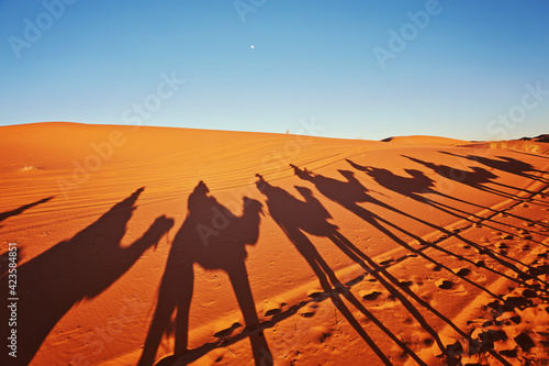 Shadows of camels in Sahara desert Merzouga photo