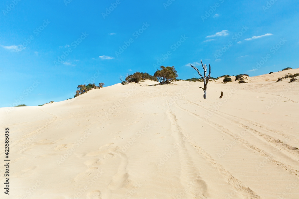 dry tree in the sand dunes against