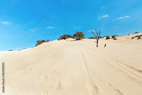 dry tree in the sand dunes against © lom742