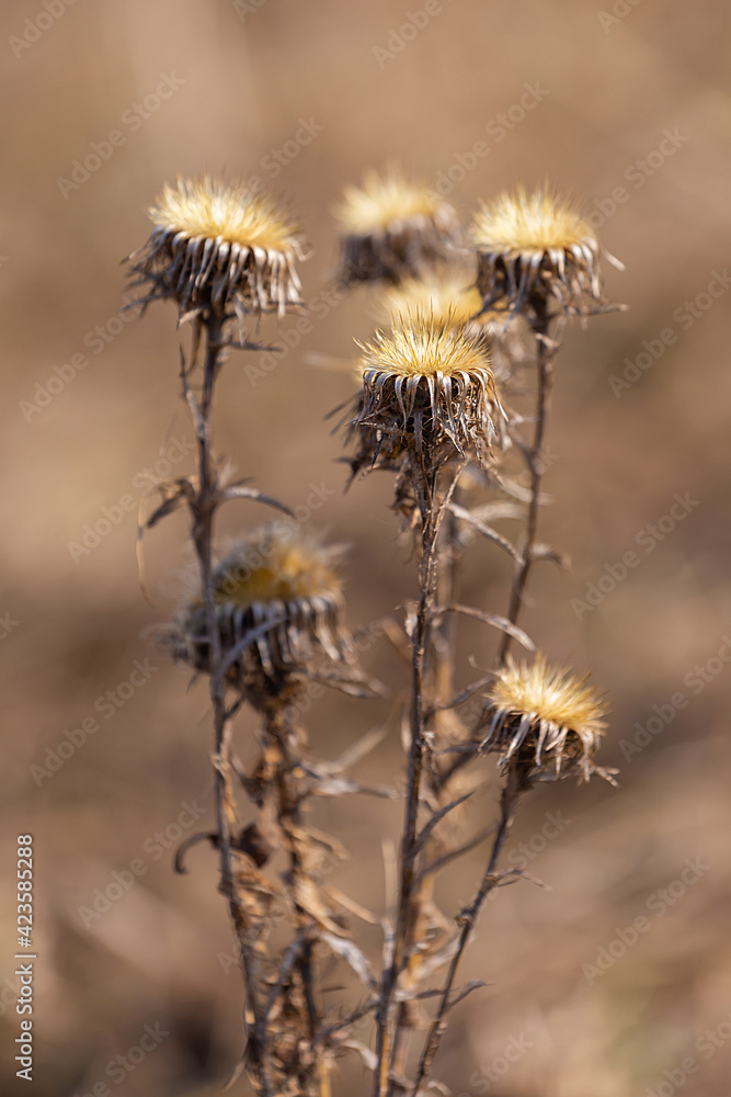 Natural herbarium created by nature, thistle in the field Natural herbarium created by nature, thistle in the field