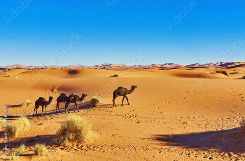 Camel in the Sahara desert in Morocco