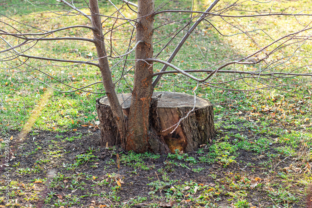 tree has grown from an old stump, the concept of the power of nature, a felled tree has grown again, a concept of a new life tree has grown from an old stump, the concept of the power of nature, a felled tree has grown again, a concept of a new life