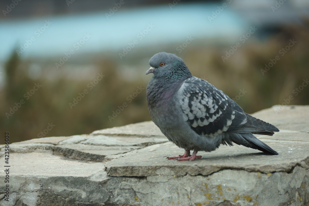 Obraz premium pigeon