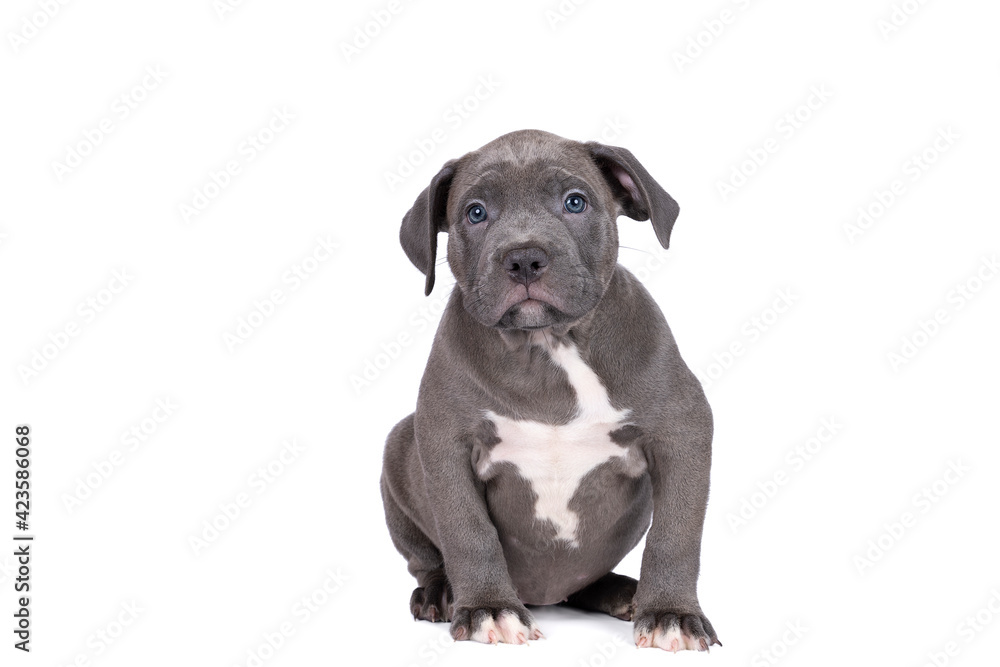 Purebred American Bully or Bulldog pup with blue and white fur lying down isolated on a white background