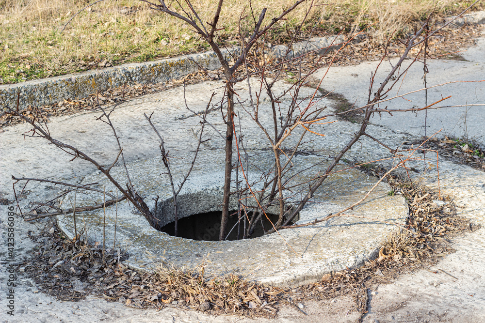 sewer hatch with sticking out branches, open sewer well from which tree branches stick out. Dangerous hole in the road.