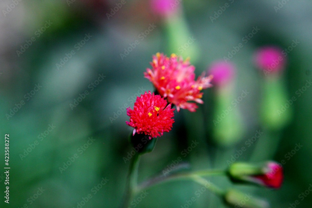 red flower