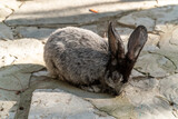 Russia. Krasnodar Region. August 16, 2020. A gray rabbit with black ears in the Gelendzhik safari Park.