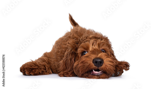 Red Cobberdog aka Labradoodle pup, laying head down with a silly face. Looking towards camera. Isolated on a white background.