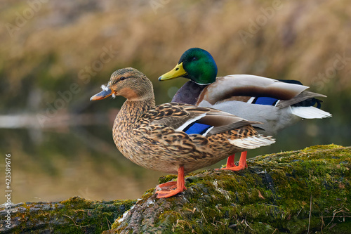 A pair of Mallard ducks resting motionless on a tree trunk. Sitting in the same position. Side view, closeup. Genus species Anas platyrhynchos. photo