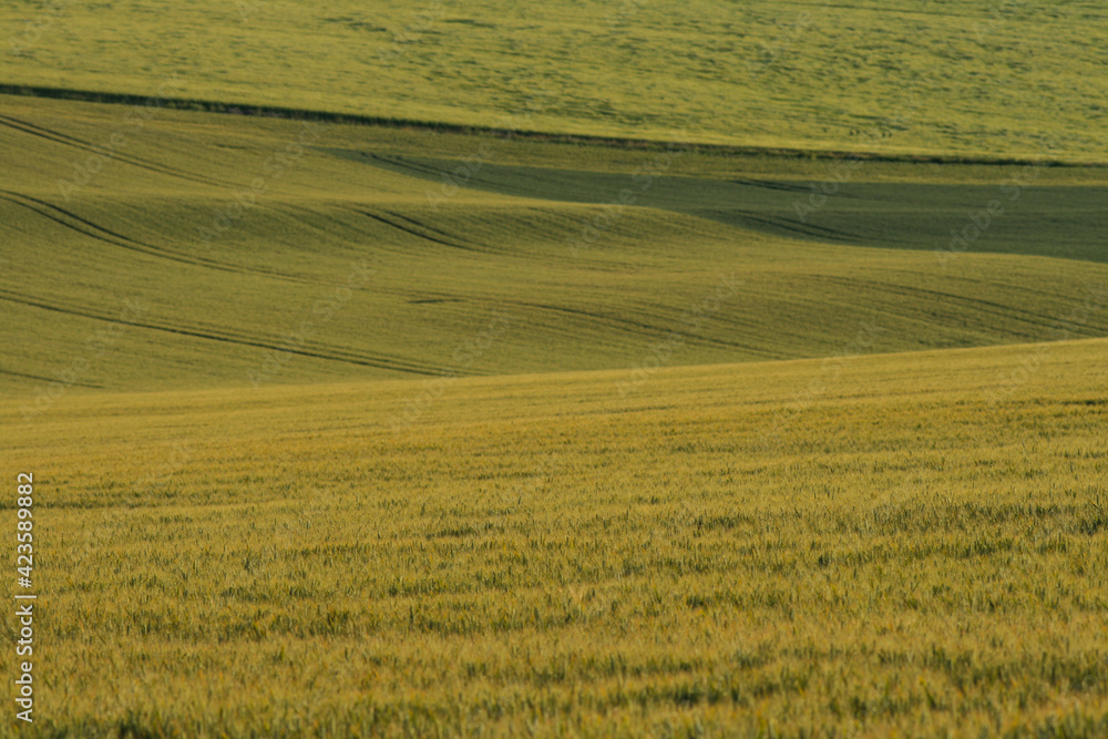 Paysage de champs cultivés, de grandes étendues de cultures en agriculture intensive Paysage de champs cultivés, de grandes étendues de cultures en agriculture intensive