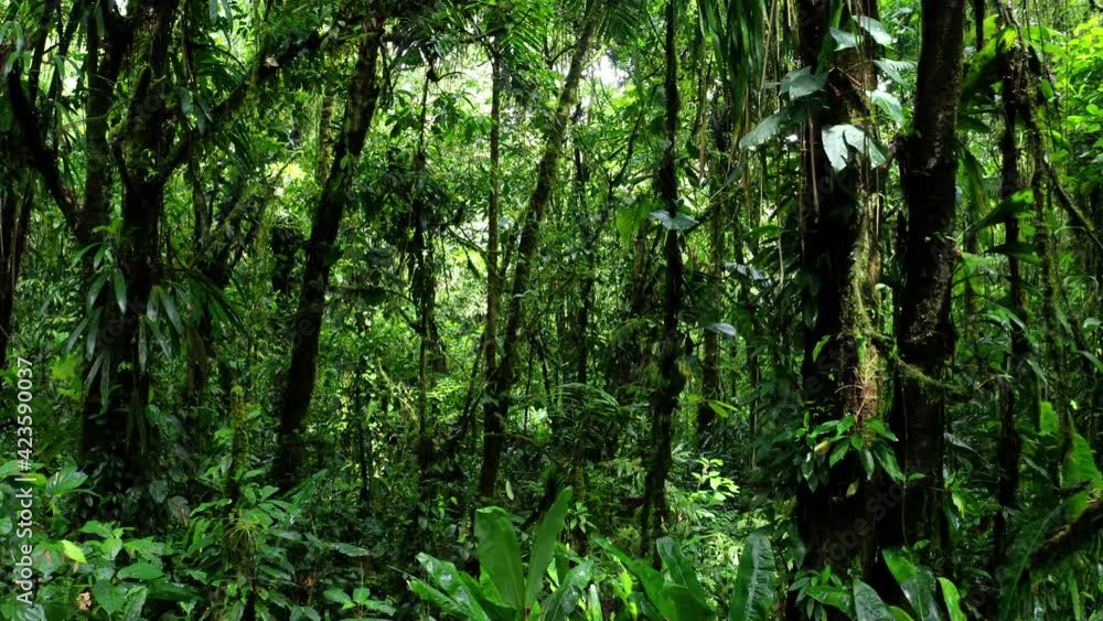 Going through a secondary rainforest with small trees covered in vines or lianes and colored bright green Going through a secondary rainforest with small trees covered in vines or lianes and colored bright green