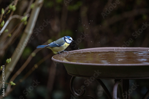 Blaumeise an Trinkschale