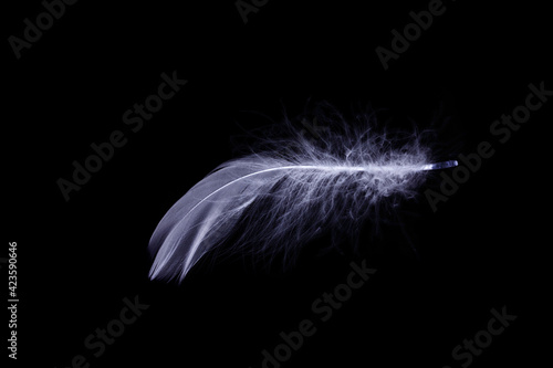 Feather texture. Nature abstract bird feather closeup isolated on black background in macro photography. Glamorous sophisticated airy artistic image on soft blurred background.