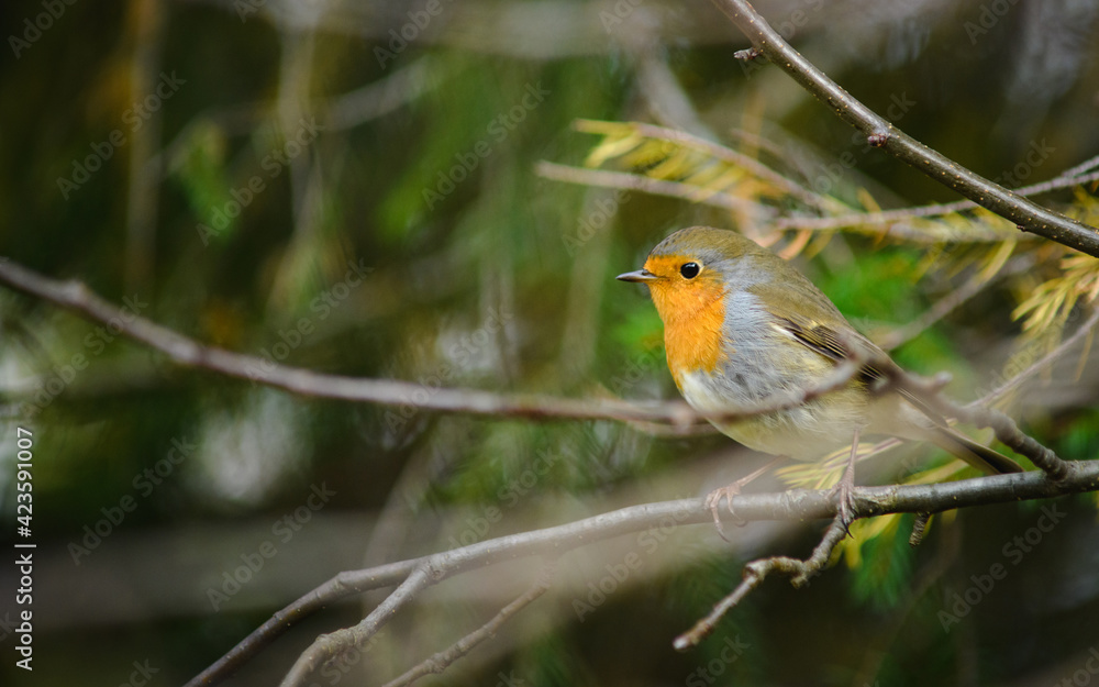 Selective focus of small bird on branch in forest Selective focus of small bird on branch in forest