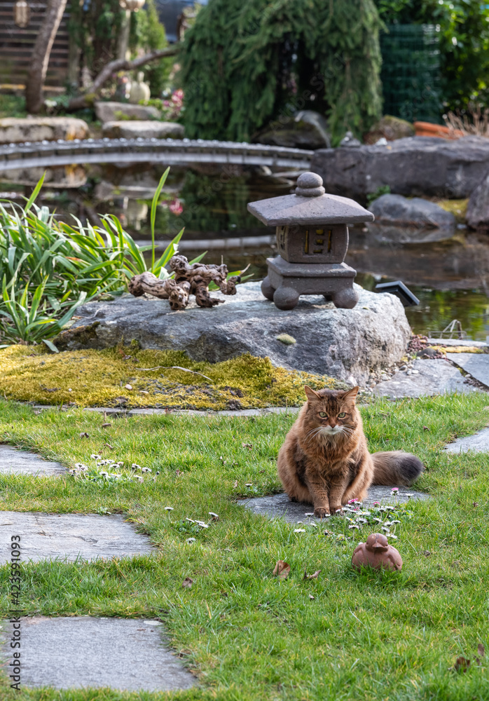 Katzen am Teich Stock Photo Adobe Stock