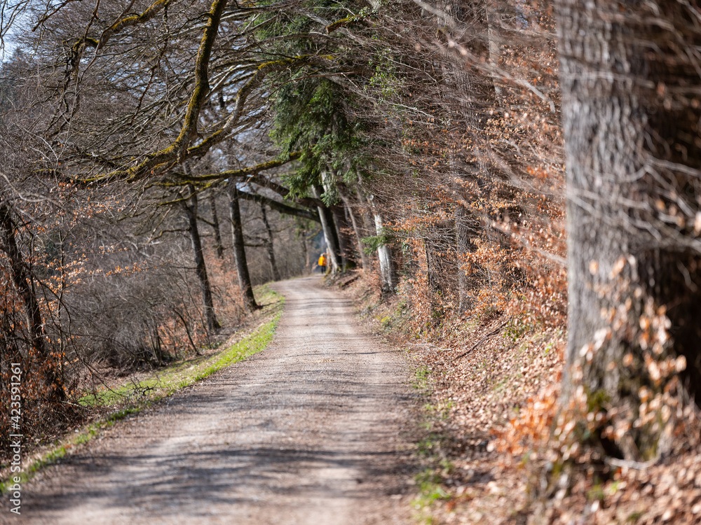 Obraz premium Weg am Waldrand