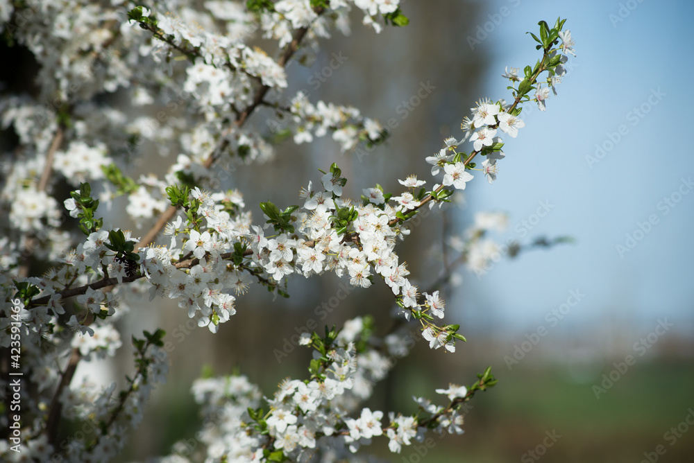Closeup of white flowers on apple tree in a meadow Closeup of white flowers on apple tree in a meadow