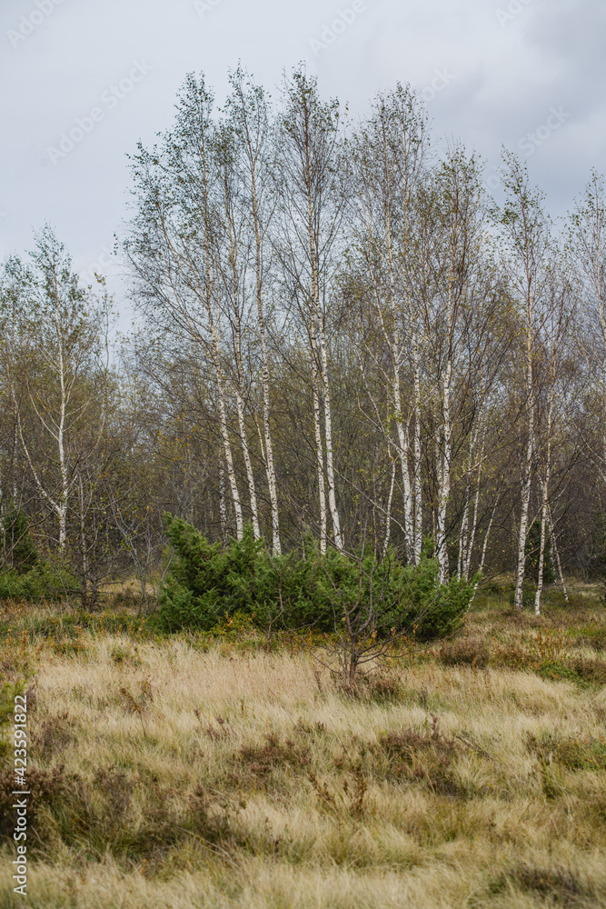 Scenic view of birch trees in mountains forest Scenic view of birch trees in mountains forest