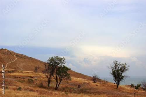 tree in the mountains