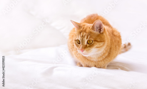 Cute ginger cat sits on the bed at home. The cat looks intently at its prey. The cat is ready to jump. Cozy home background.