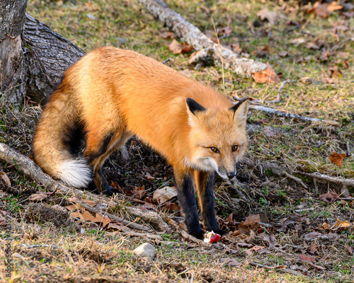 Fototapeta Naklejka Na Ścianę i Meble -  Red fox in the wood in autumn looking at camera, with an apple at its feet. Vulpes vulpes.