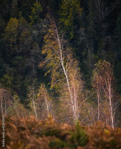 Autumn birch trees in mountain forest 