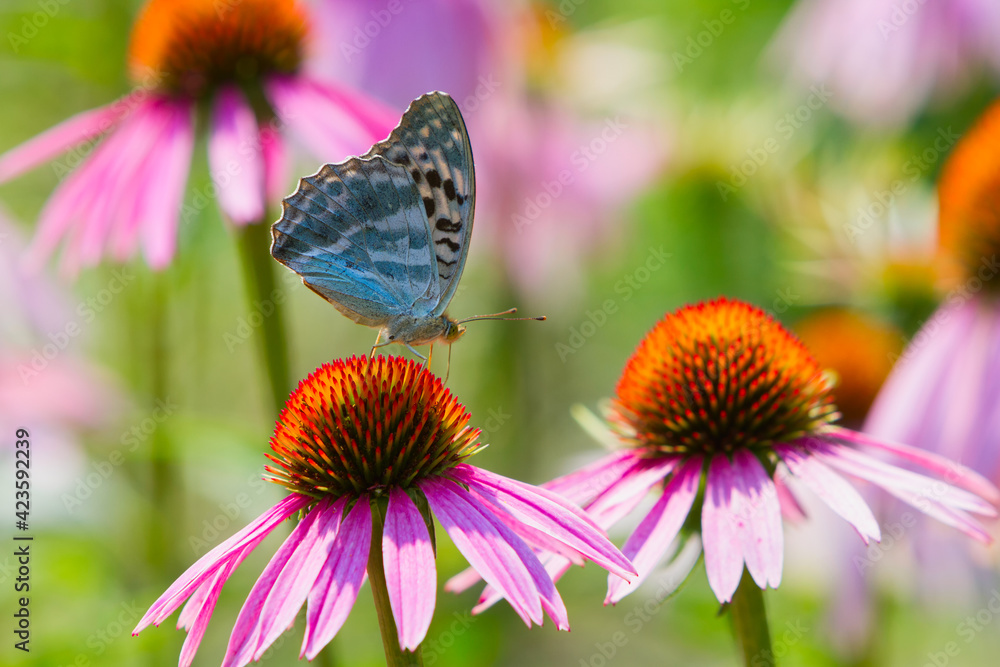 Obraz premium Medicinal plant echinacea purple with butterfly on a flower.