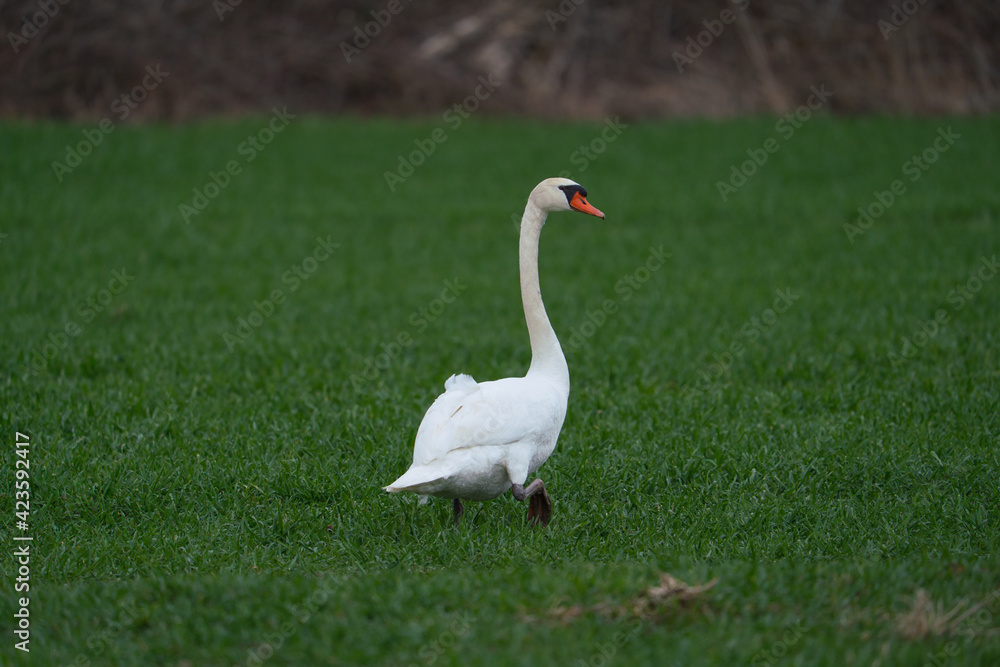 Single swan grazing outdoors. White swan bird walking on field. Single swan grazing outdoors. White swan bird walking on field.