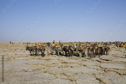 Paysage du désert de Danakil dans le nord de l'Ethiopie