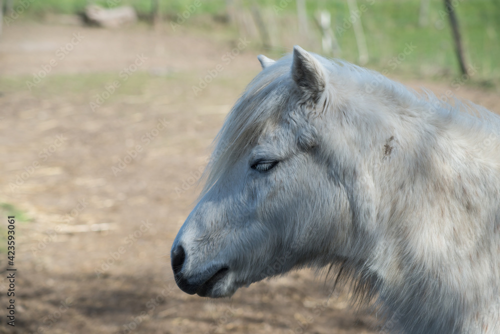 Portrait of white pony grazing in a meadow Portrait of white pony grazing in a meadow