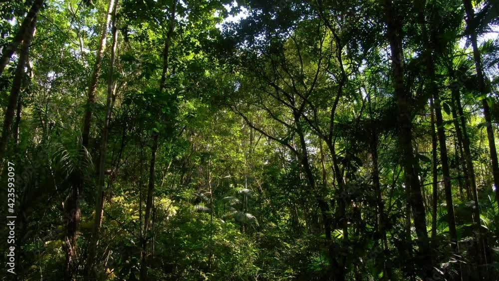 Zoom in e Zoom out dentro da floresta com sunflare / Zoom in and Zoom out inside the forest with sunflare Zoom in e Zoom out dentro da floresta com sunflare / Zoom in and Zoom out inside the forest with sunflare
