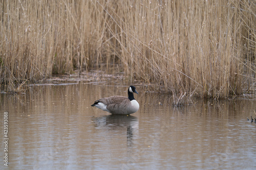 Closeup of a male Canada goose swimming in a lake at the shore