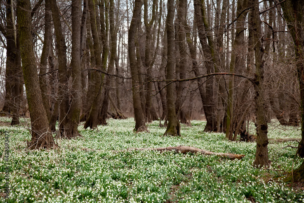 Beautiful meadow of snowdrops in a forest in march Beautiful meadow of snowdrops in a forest in march