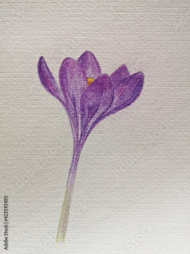 Purple crocus flower. Creating a spring flower illustrations with colored pencils. 