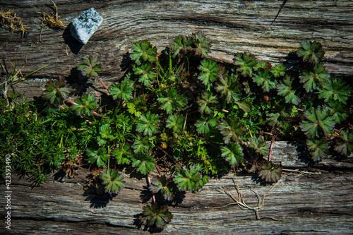 Green on wood