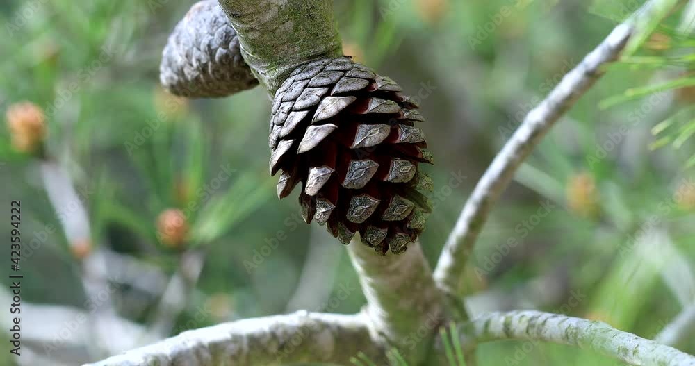 Ants Walking On The Pine Cone  On A Tree Branch. Close Up View / Macro Shot - DCi 4K Resolution
