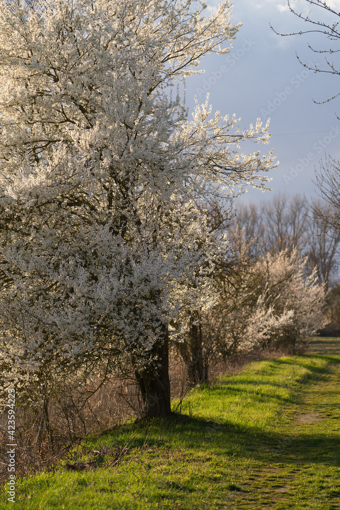 landscape with flowering cherrytrees with a small path in the springtime
