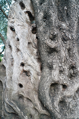 old olive tree trunk, closeup