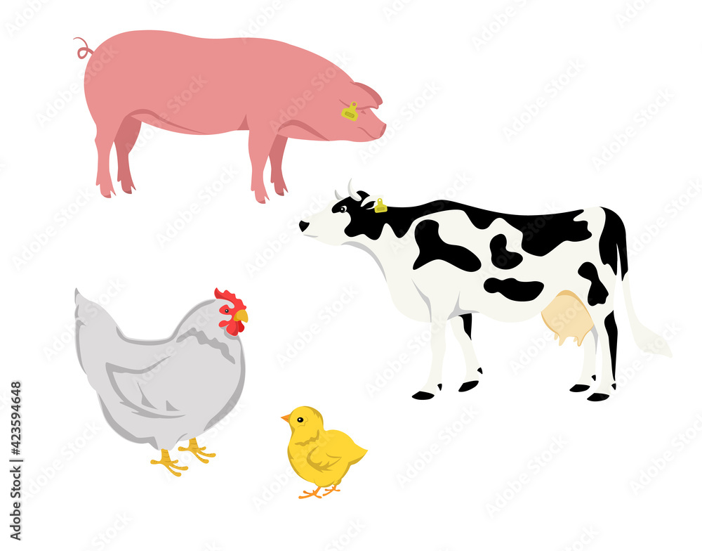 Set of color illustrations of farm animals: pig, cow, laying hen and chicken. Suitable for children's literature, as well as for the design of thematic articles, websites, advertising on agriculture Set of color illustrations of farm animals: pig, cow, laying hen and chicken. Suitable for children's literature, as well as for the design of thematic articles, websites, advertising on agriculture