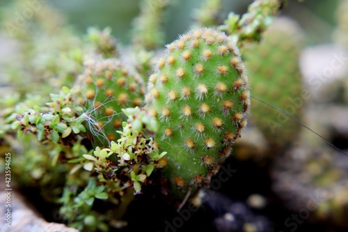 close up of a cactus