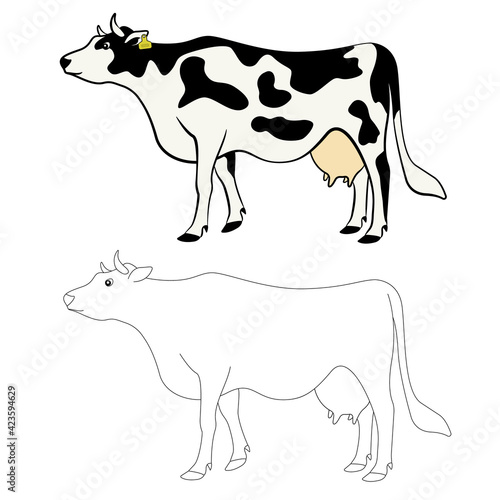 Color and outline illustration of a cow. Livestock smart farm. Suitable for use in infographics, article design, promotional materials, presentations. Suitable for children's books and coloring books 