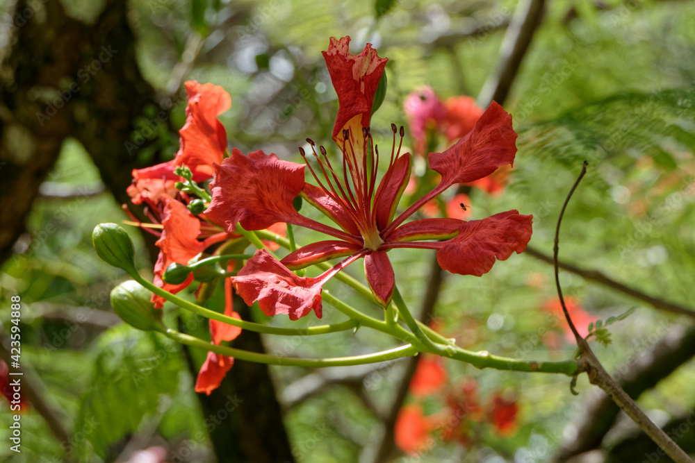 Fleur rouge du Delonix regia ou Flamboyant en Guyane française Fleur rouge du Delonix regia ou Flamboyant en Guyane française