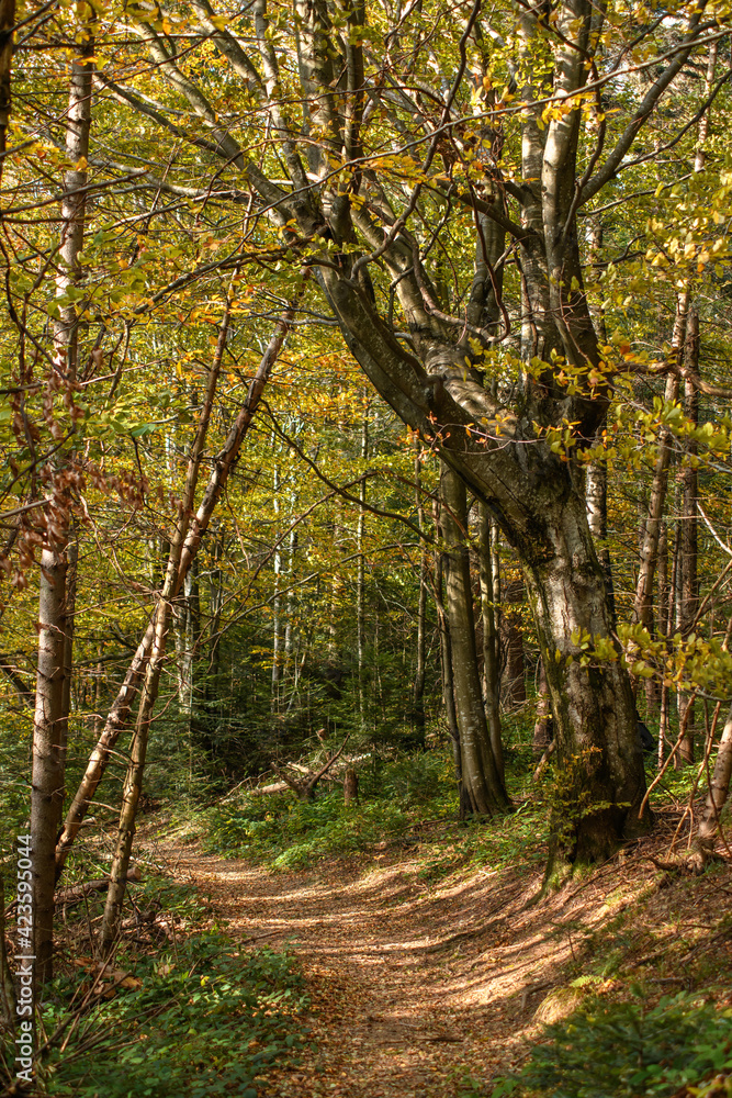 Fototapeta premium Sunlight on footpath near trees in autumn forest 