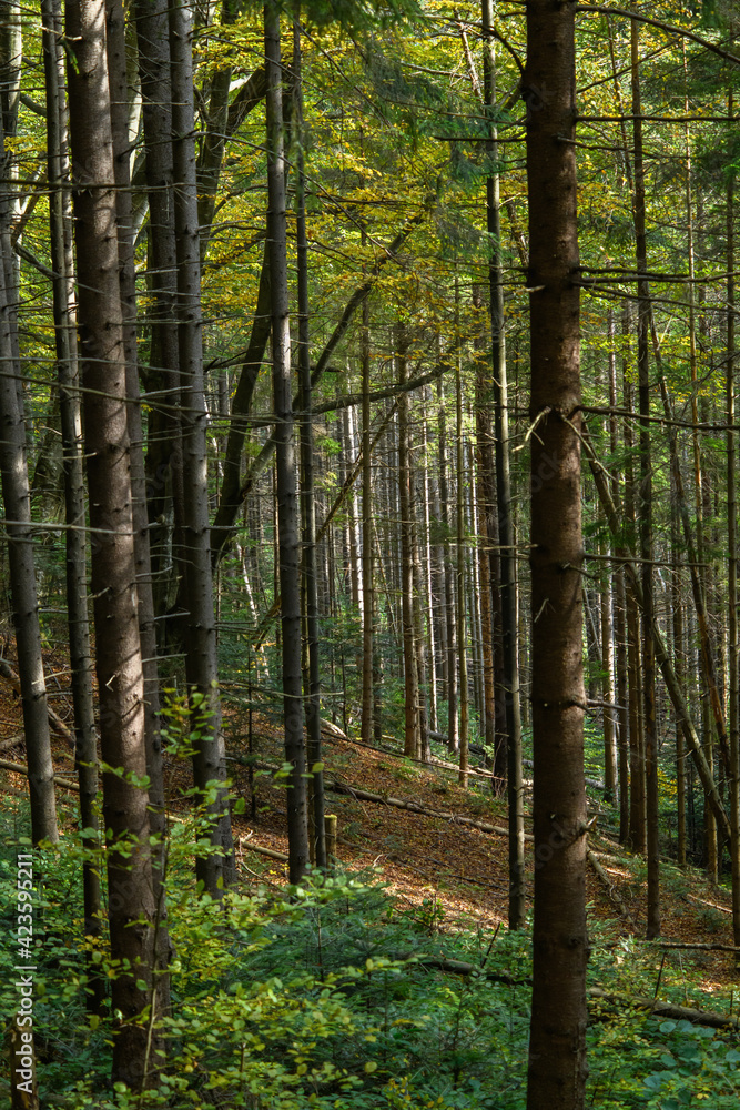 Scenic view of trees and plants on hill of mountain Scenic view of trees and plants on hill of mountain