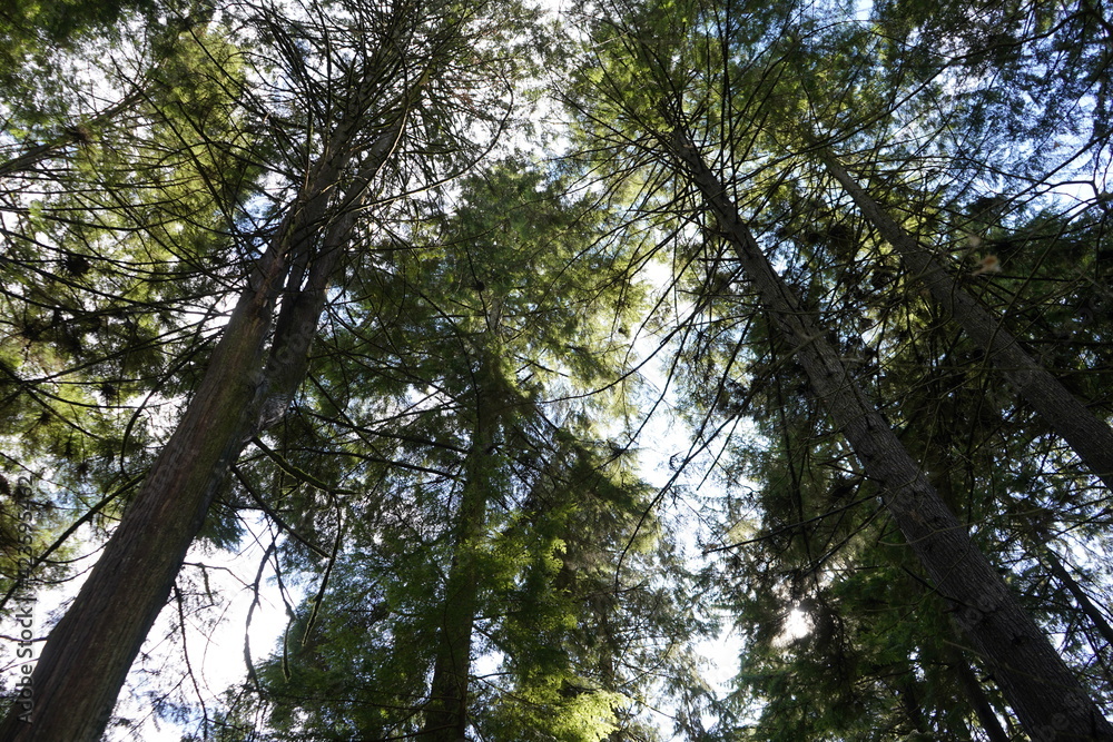 Fototapeta premium 北米の森 カナダ マッケイクリーク 渓谷 森 春