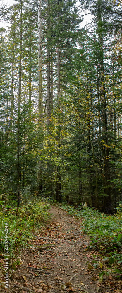Obraz premium Path in mountain forest with spruce trees at background