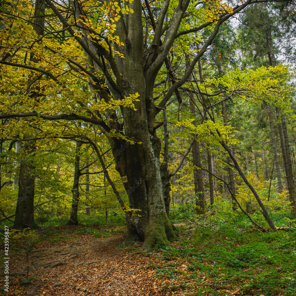 Fototapeta Autumn trees in mountain forest at daytime