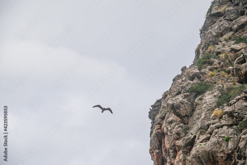 Fototapeta premium Graviotas volando cerca del mar
