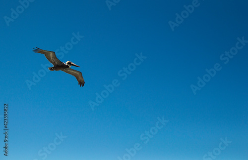 Pelican flying in the sky