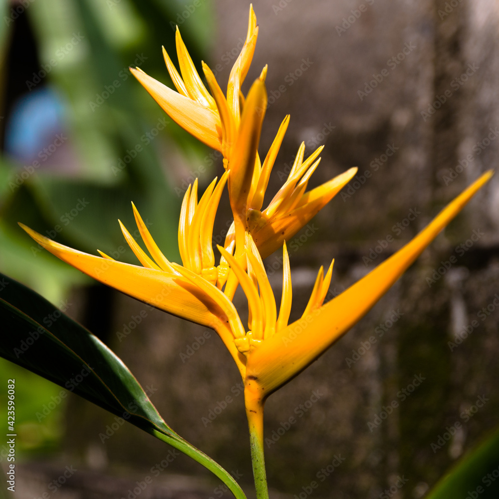 Obraz premium orange flower on green background